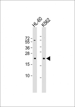 GTSF1 Antibody
