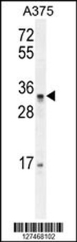 PUSL1 Antibody