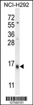 LY6G6C Antibody