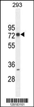 ZNF780A Antibody