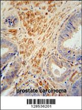 FSTL1 Antibody