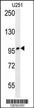 ZNF197 Antibody