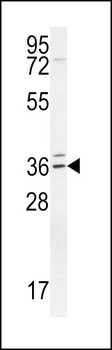 TPGS2 Antibody