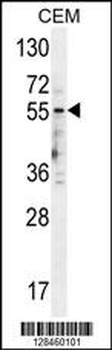 HTR3E Antibody