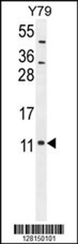 NDUFA11 Antibody