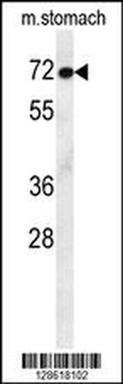 MCAF2 Antibody