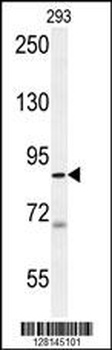 WDR48 Antibody