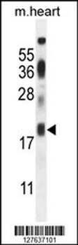 ISCA2 Antibody