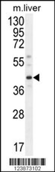 DNAJC11 Antibody