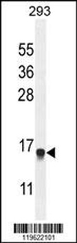 ENSA Antibody