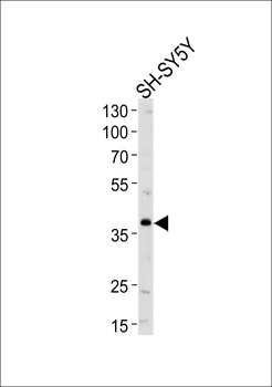 SERPINI1 Antibody