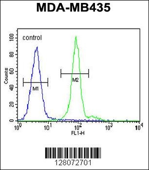 ALX4 Antibody