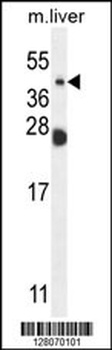 NEU4 Antibody