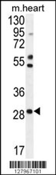 RNF183 Antibody