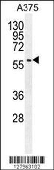SPDYE3 Antibody