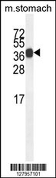 SYT8 Antibody