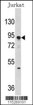 DNMT3A Antibody