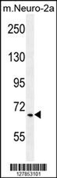 CFAP221 Antibody