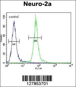 CFAP221 Antibody