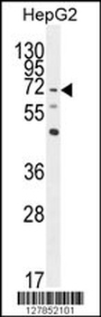 LRRC33 Antibody