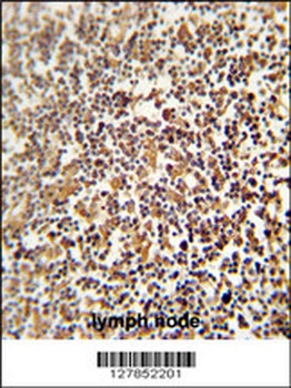 NRROS Antibody