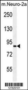 VWA3B Antibody