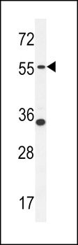 PDE12 Antibody