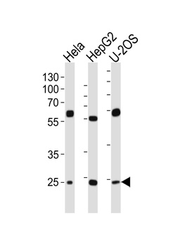 TFAM Antibody