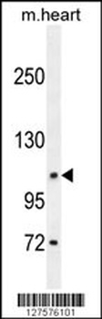 DAGLA Antibody