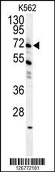 GAS2L1 Antibody