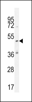 KATL1 Antibody