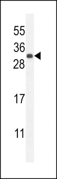 FGF9 Antibody