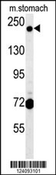 GCC2 Antibody