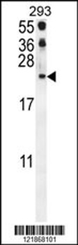 CCL21 Antibody