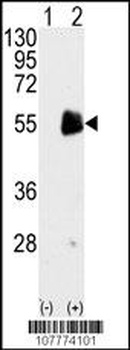 PRMT7 Antibody
