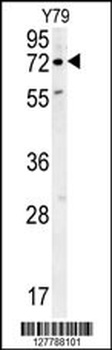 RFT1 Antibody