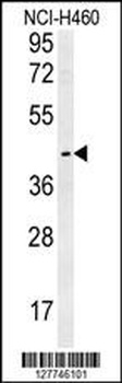 LAPTM5 Antibody