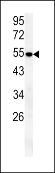 SLC43A2 Antibody