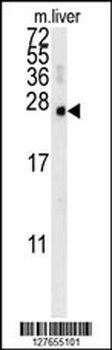 MCEE Antibody