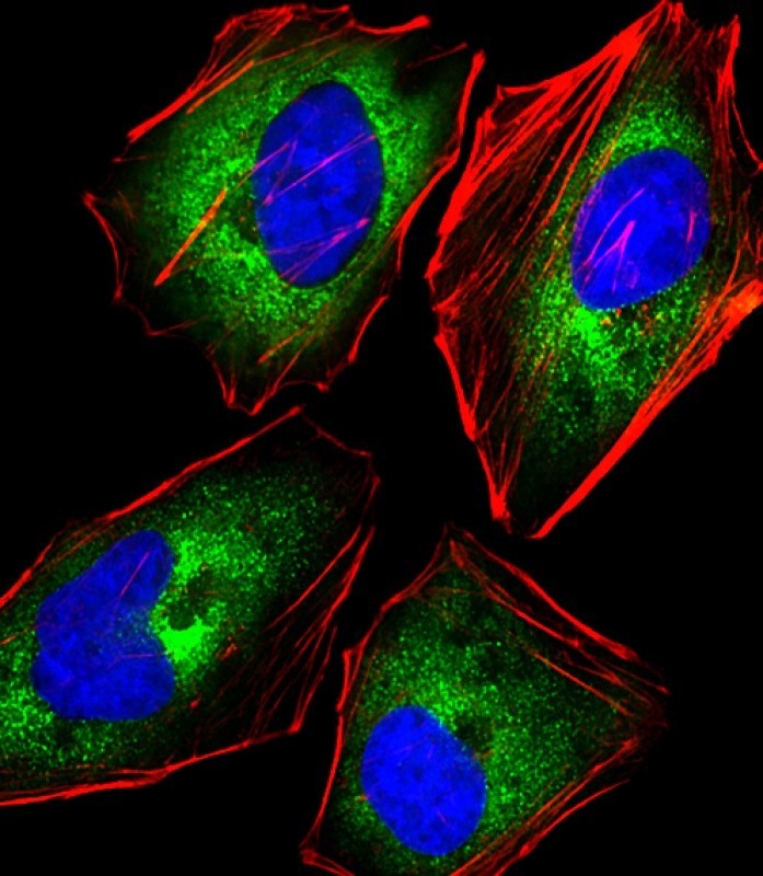 KLRC1 Antibody