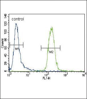 CYP3A4 Antibody