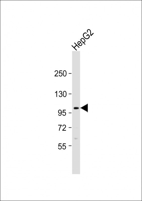 FGFR4 Antibody