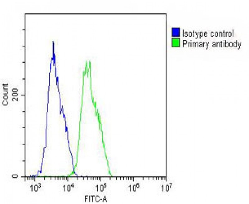 WNT4 Antibody