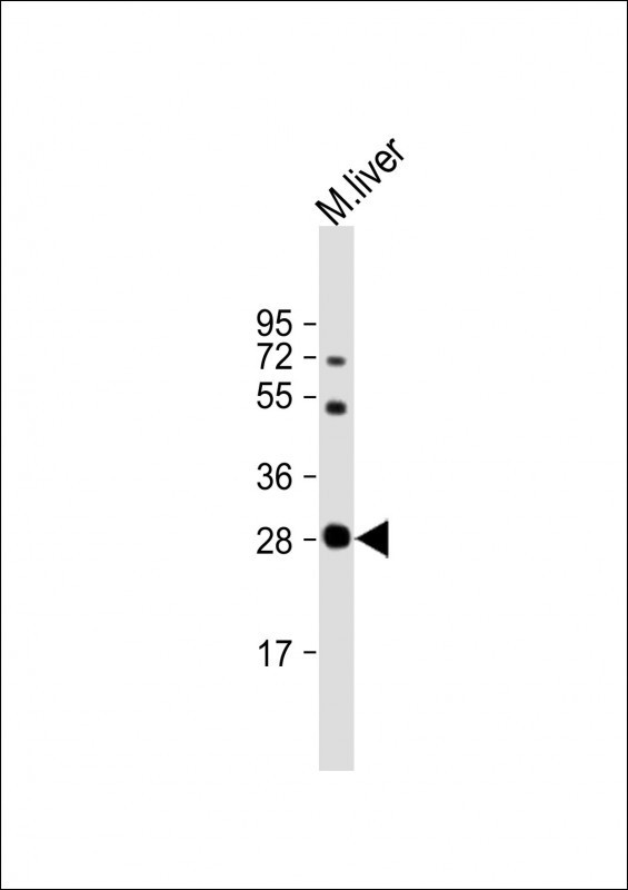 M Sirt3 Antibody