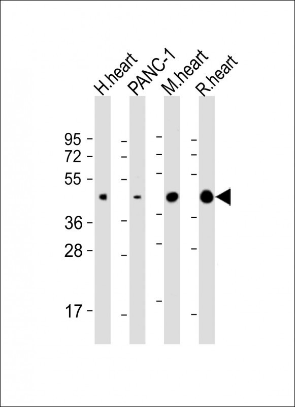 WNT5A Antibody