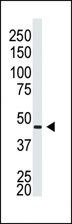 GJA5 Antibody