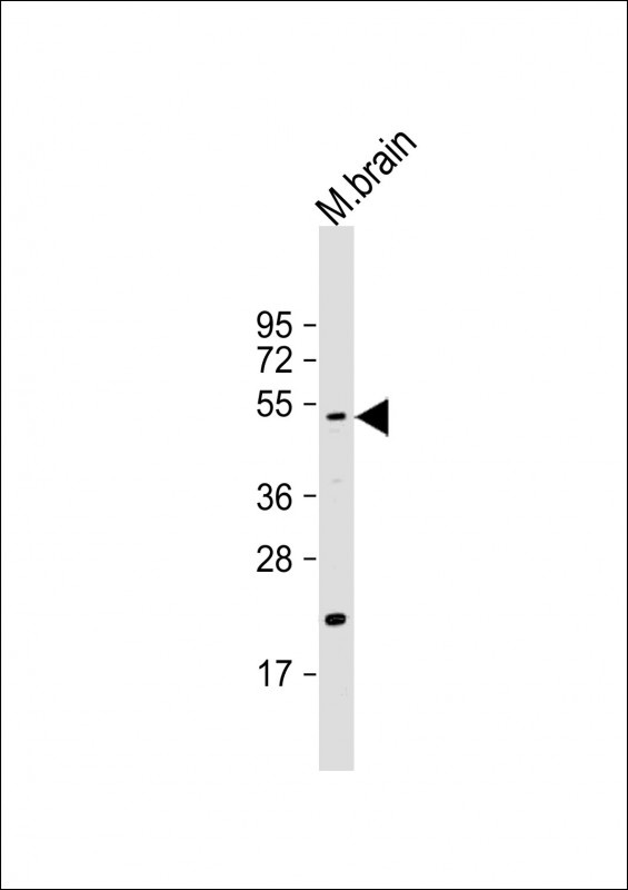 HTRA1 Antibody