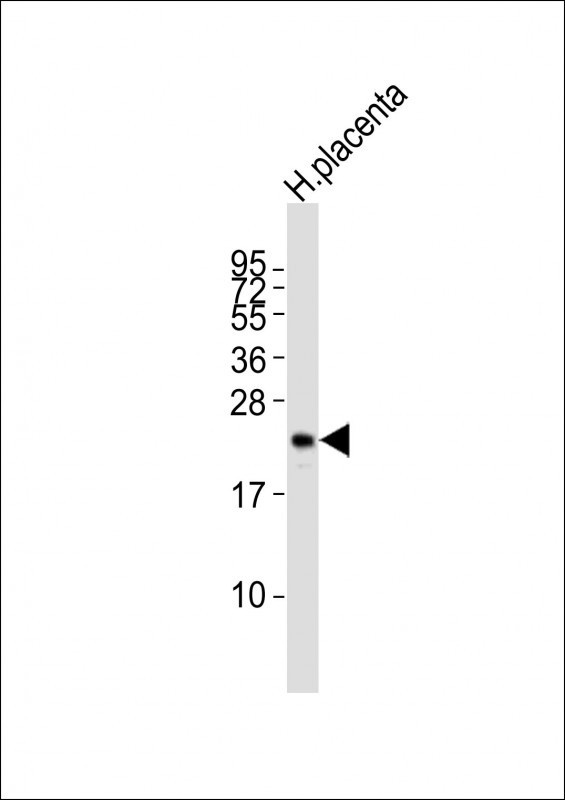CGB/HCG-Beta Antibody