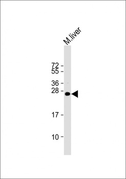 IGF2 Antibody