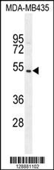 GFRAL Antibody